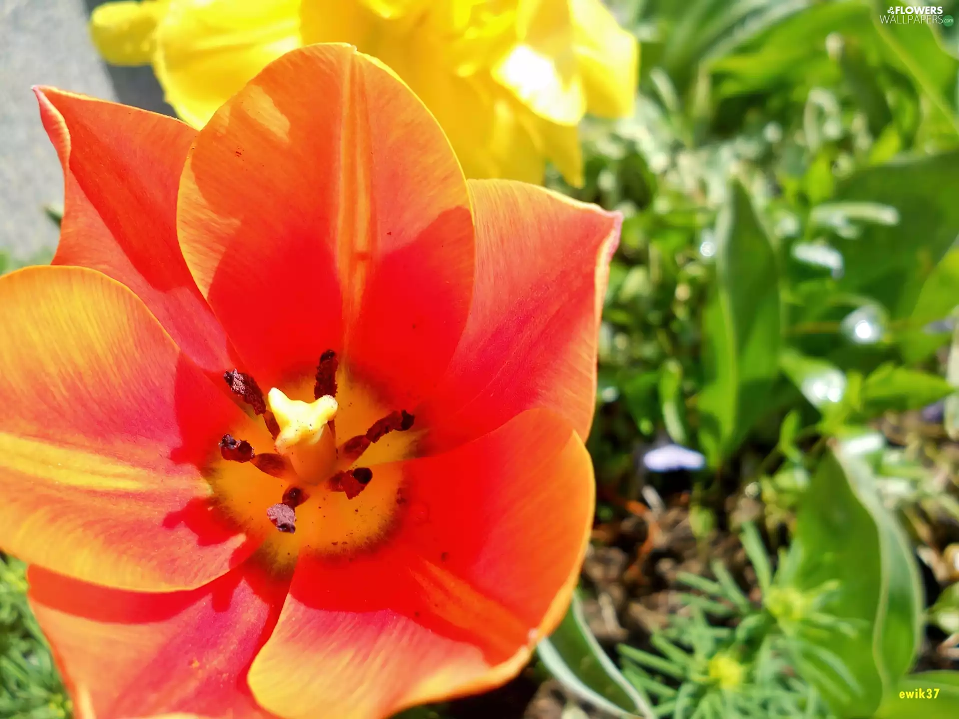 Orange, tulip, Plants, Yellow