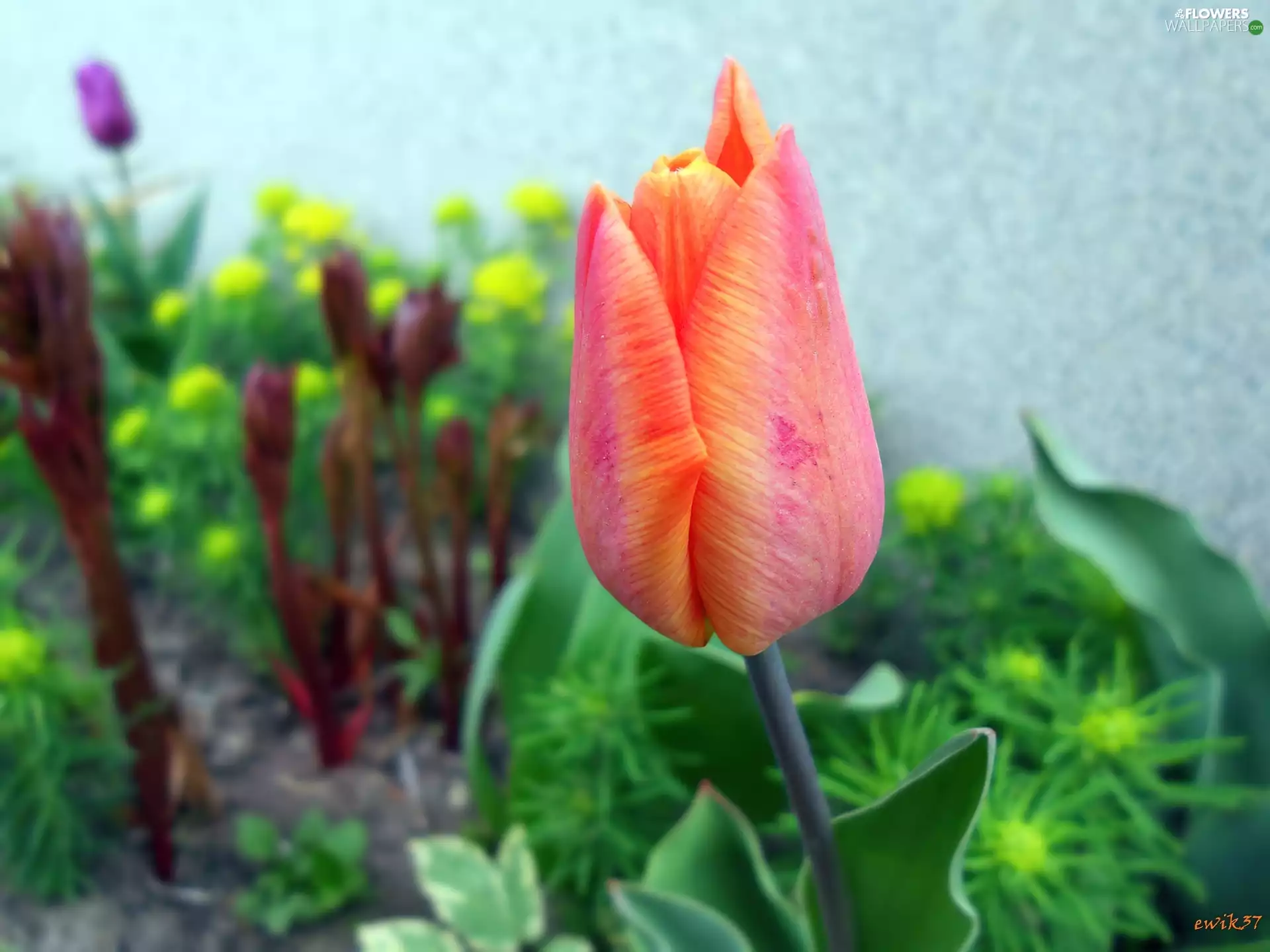 orange, tulip, Plants, Yellow