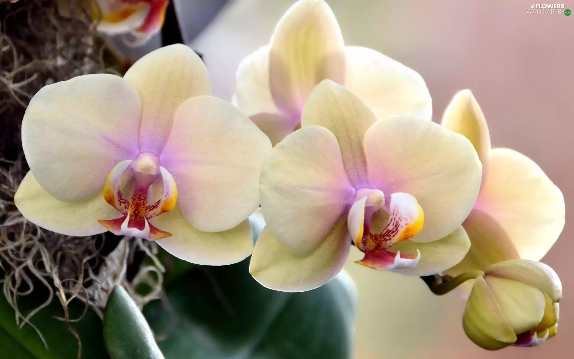 Yellow, orchid