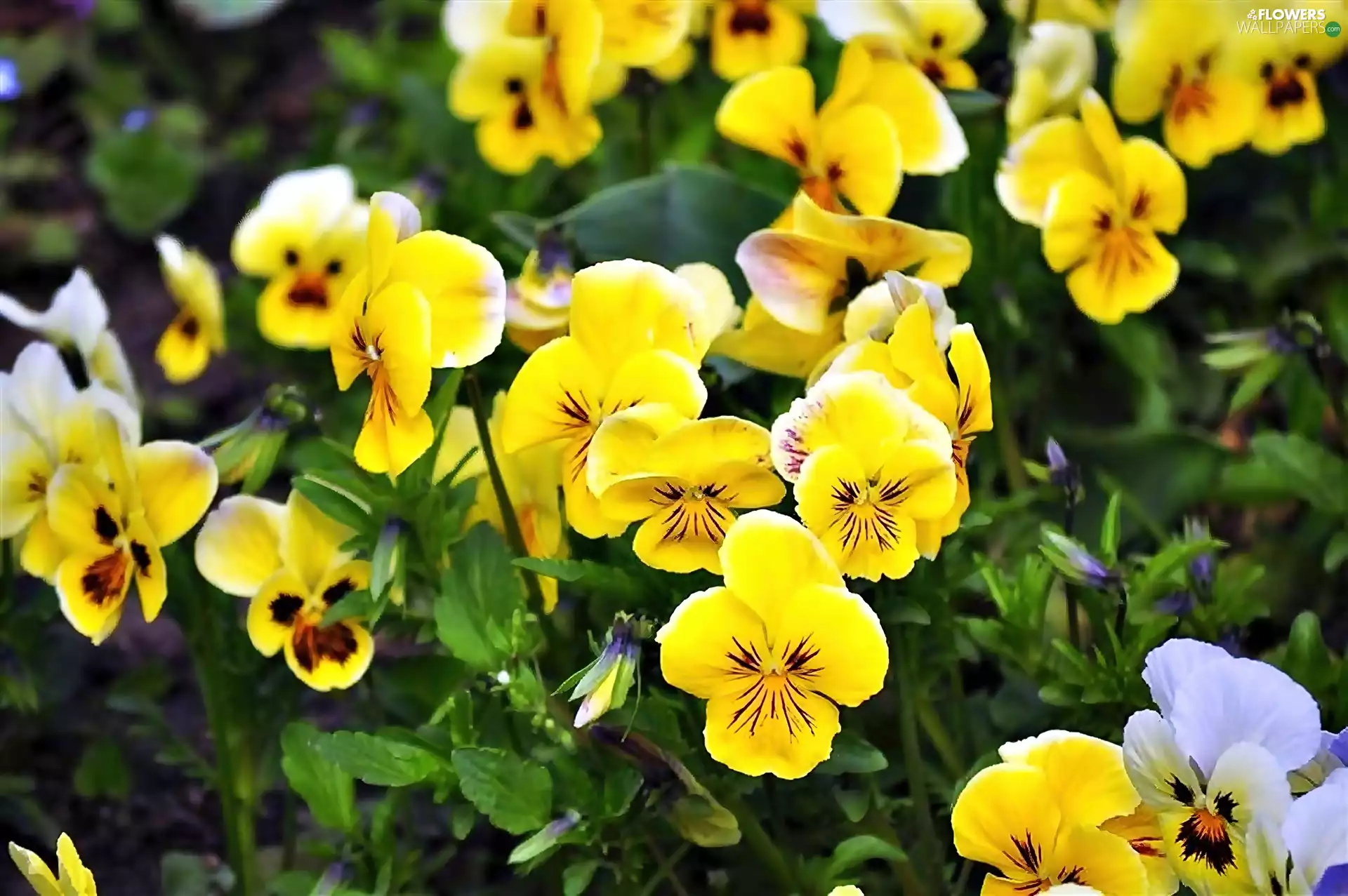 Yellow, pansies