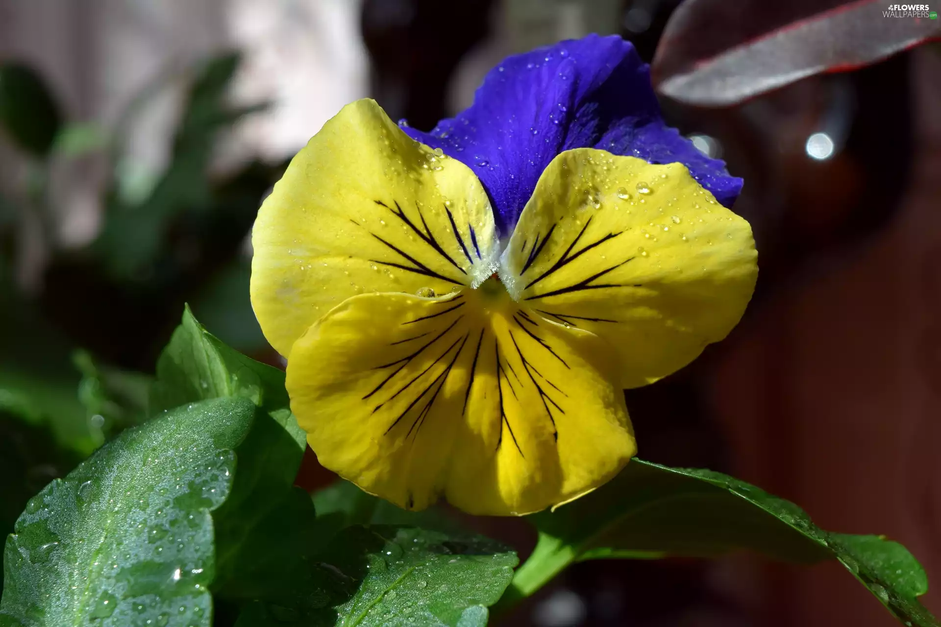 Yellow, pansy