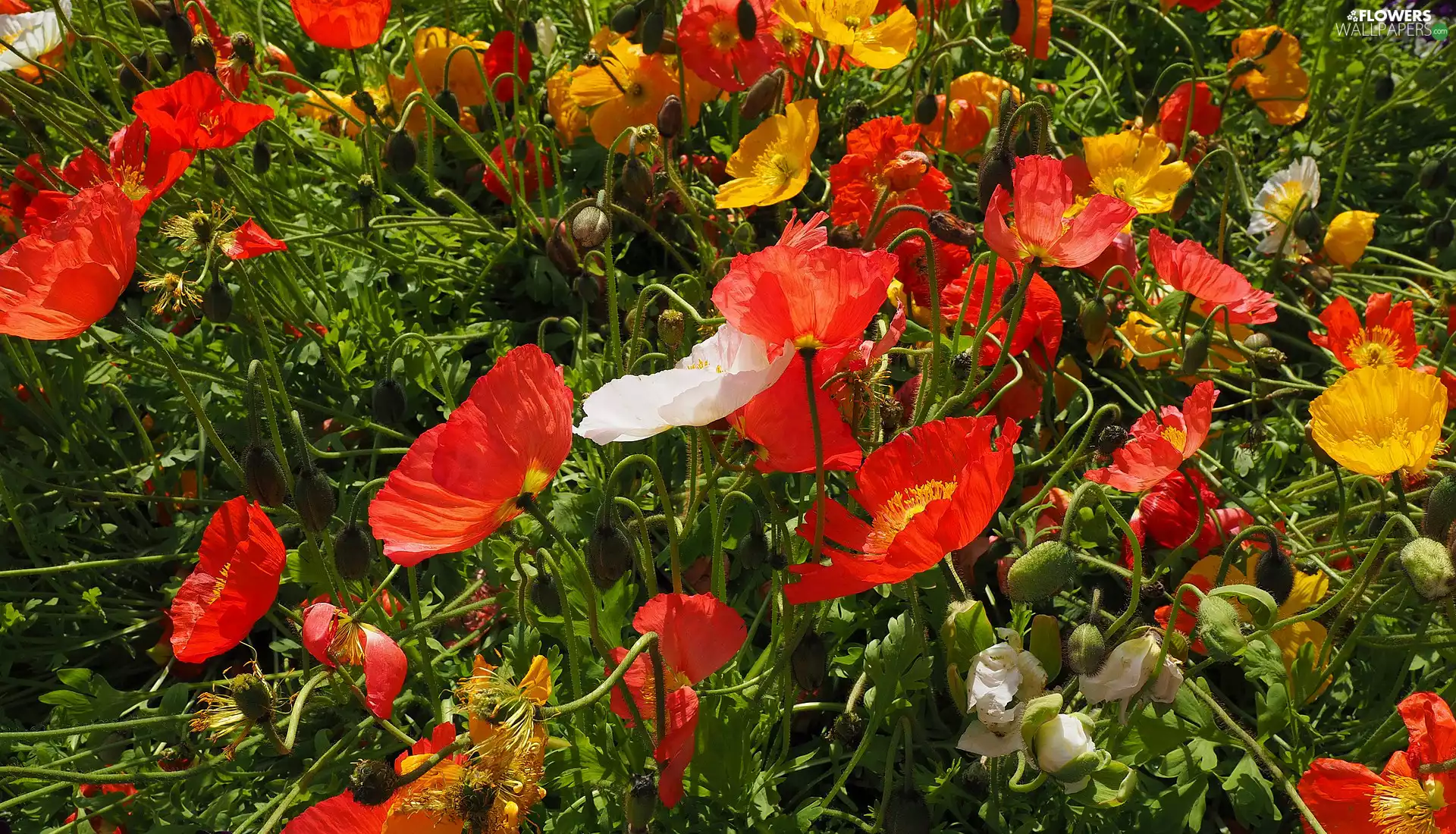 White, Yellow, papavers, Red, Flowers