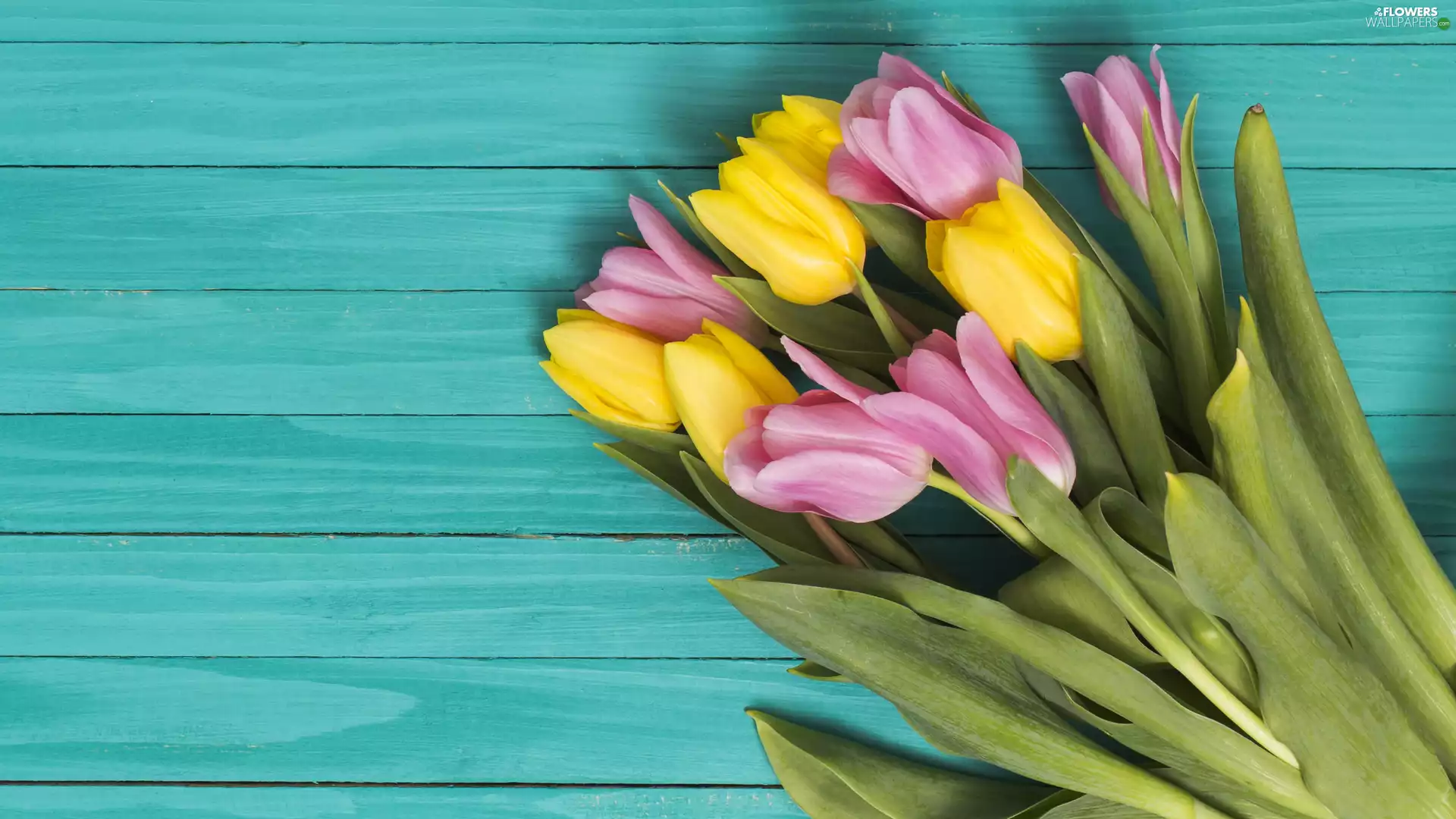 Pink, Tulips, boarding, Yellow
