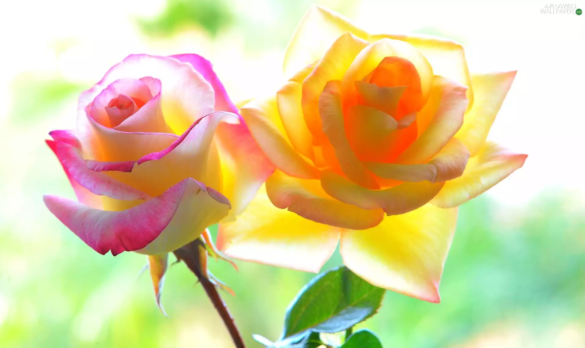 Yellow Honda, glamour, luminosity, ligh, flash, Pink, roses, sun