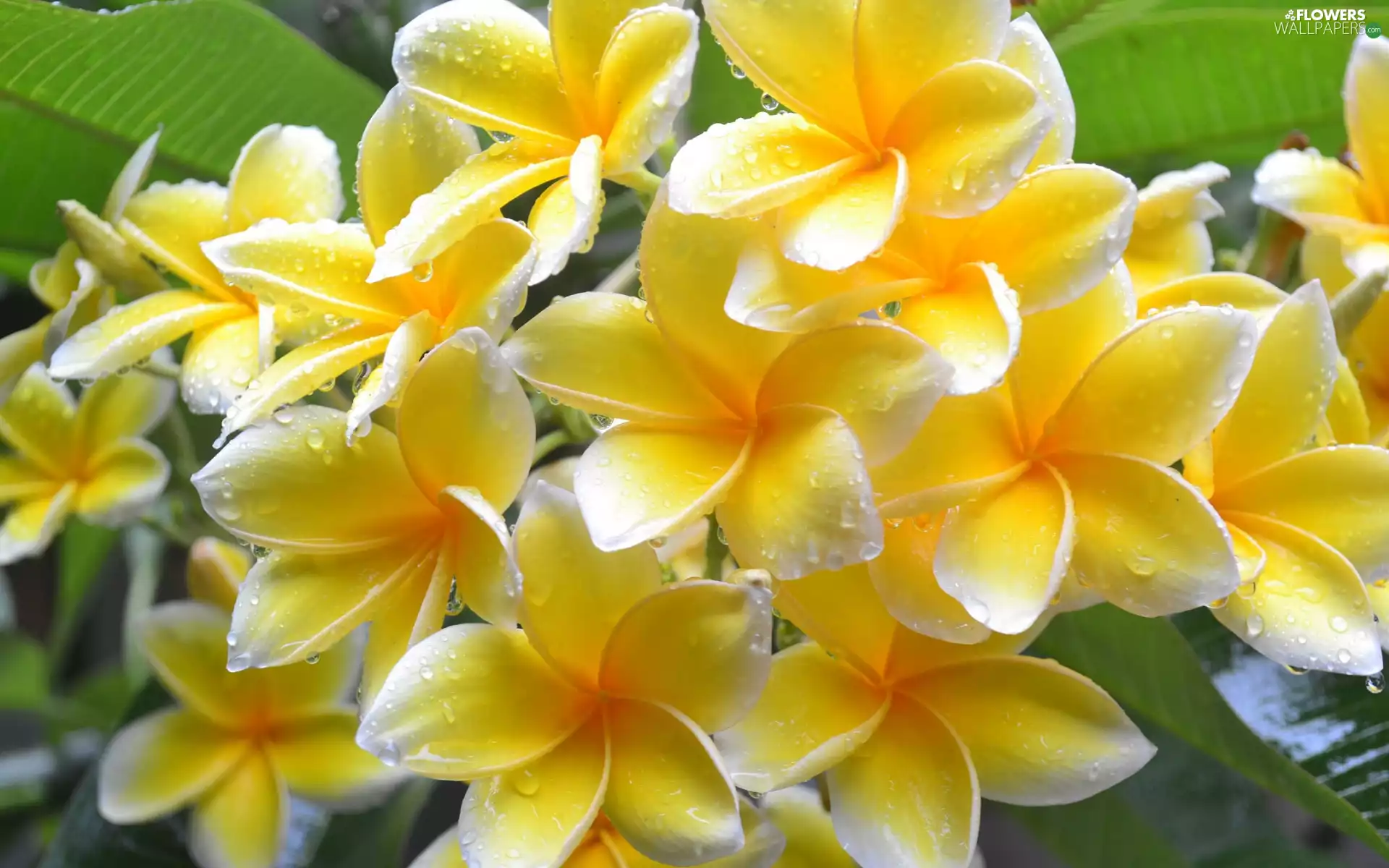 Plumeria, Flowers, drops, Yellow
