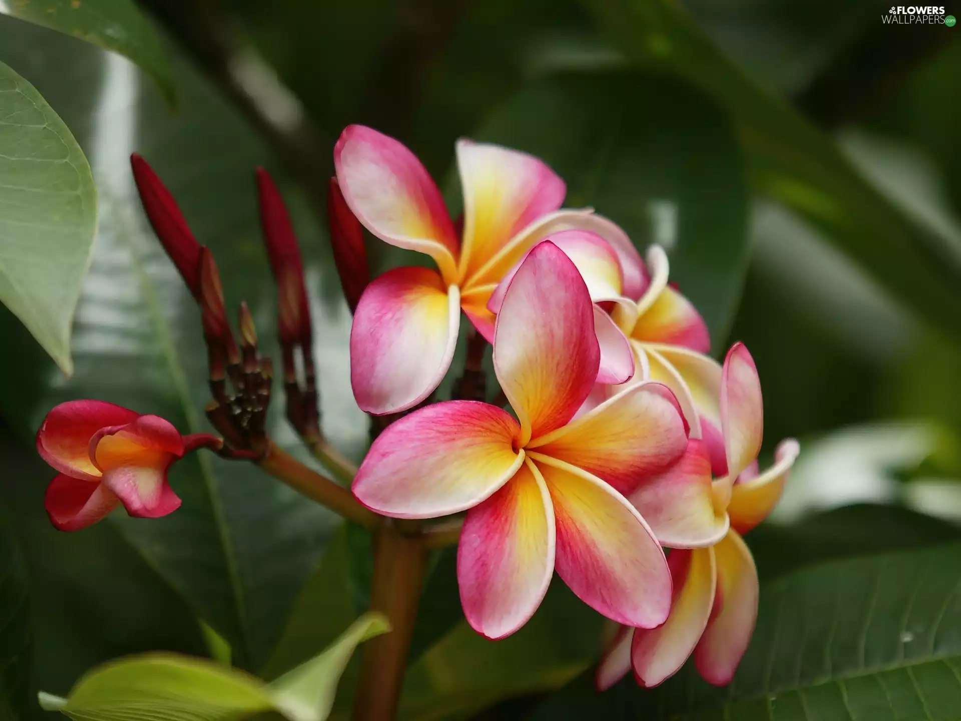 Plumeria, pink, Yellow Honda