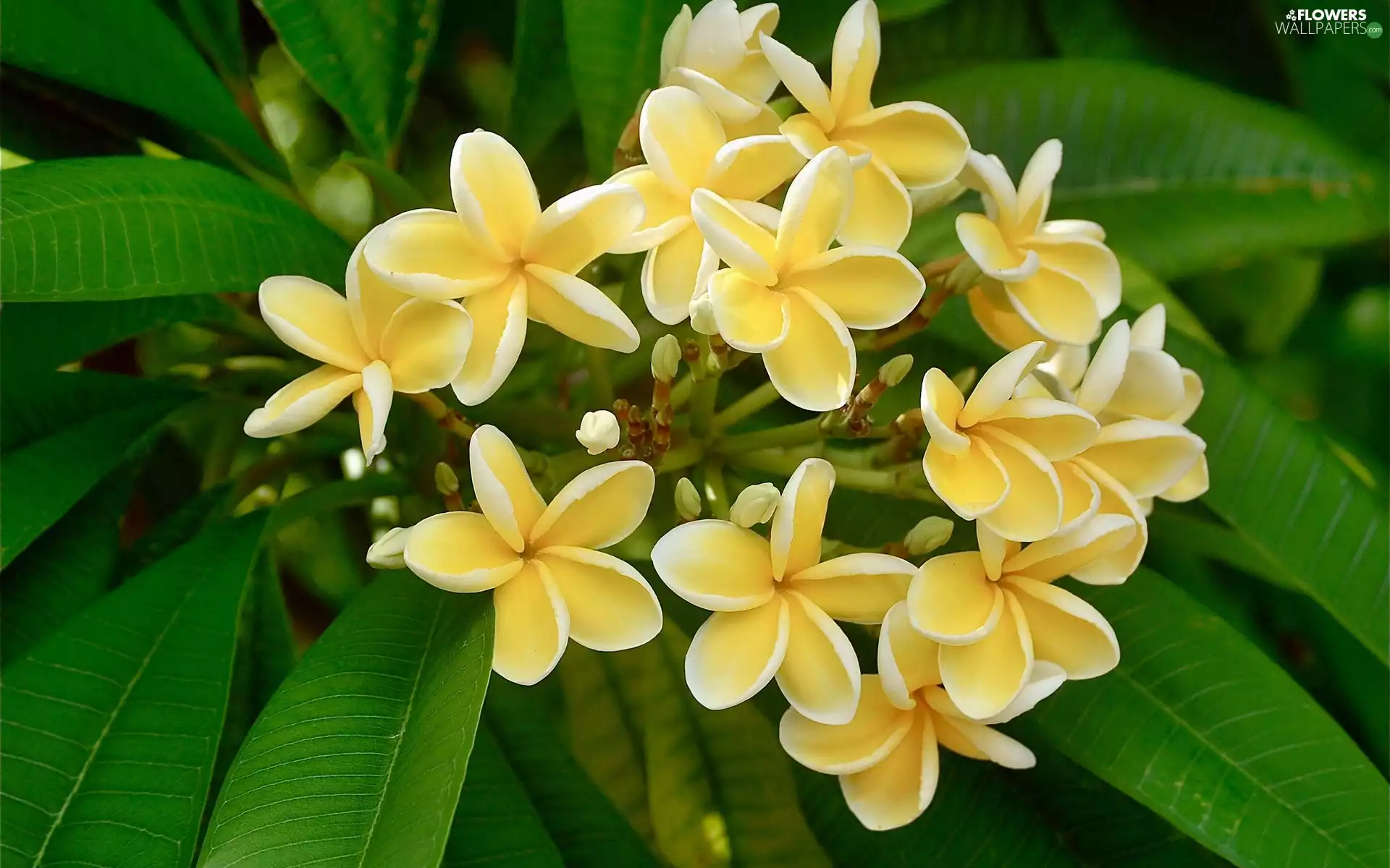 Yellow Honda, Plumeria