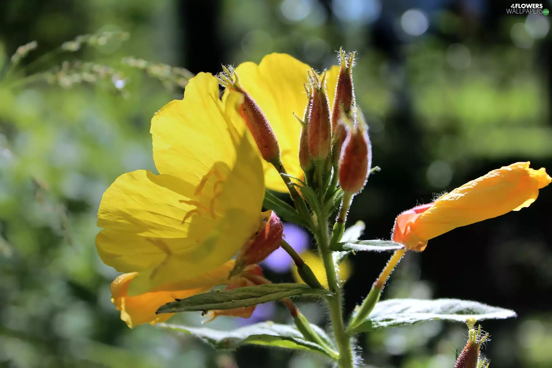 primrose, Colourfull Flowers, Yellow