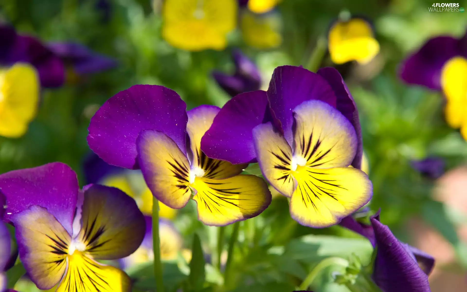 purple, pansies, blur, Yellow