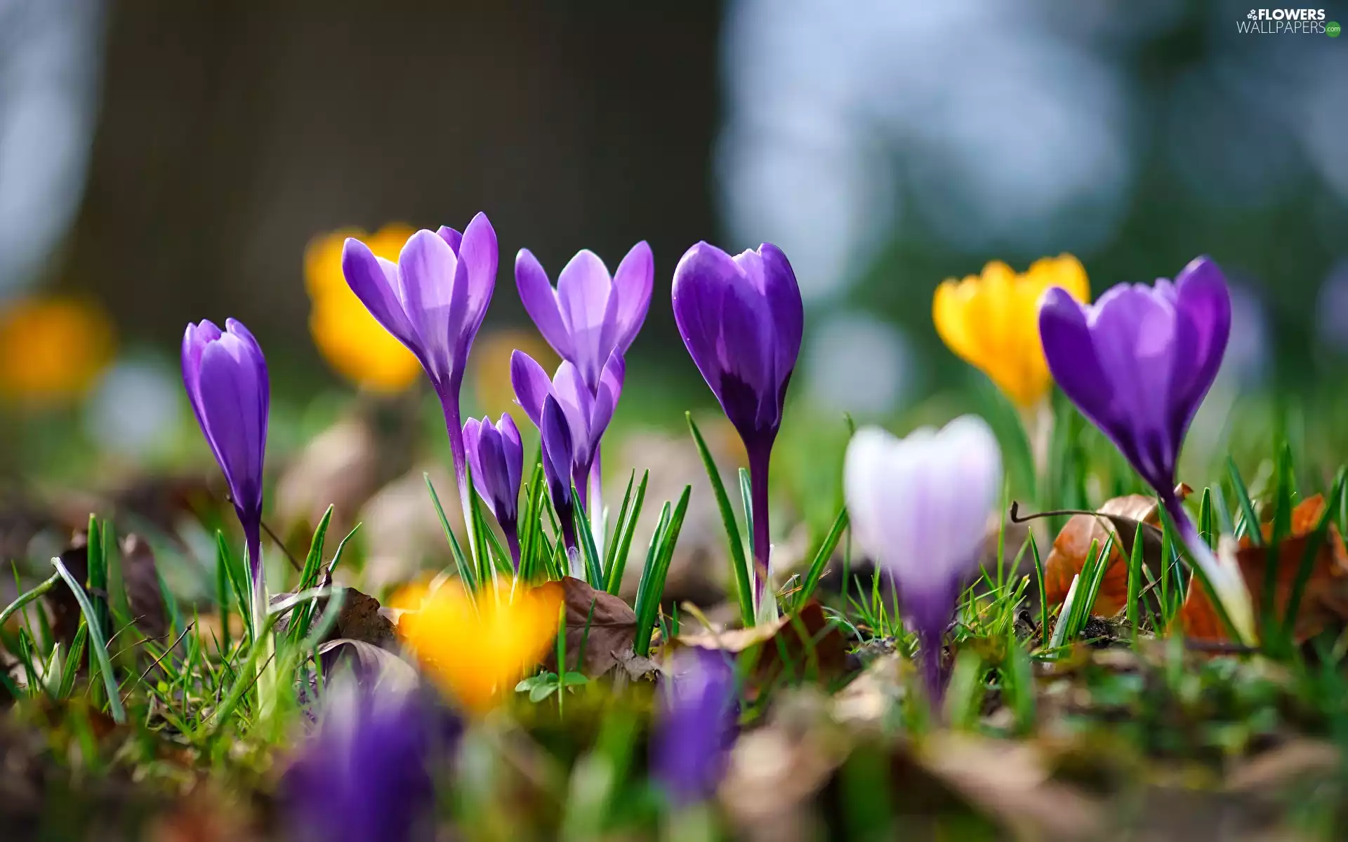 purple, crocuses, grass, Yellow