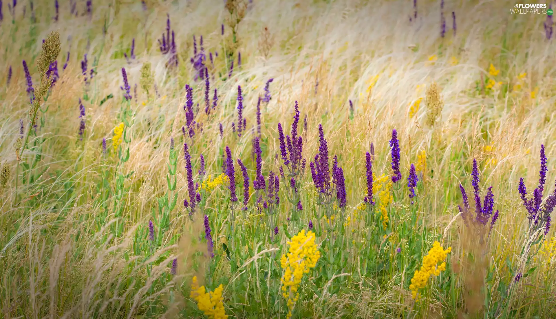 purple, Flowers, grass, Yellow