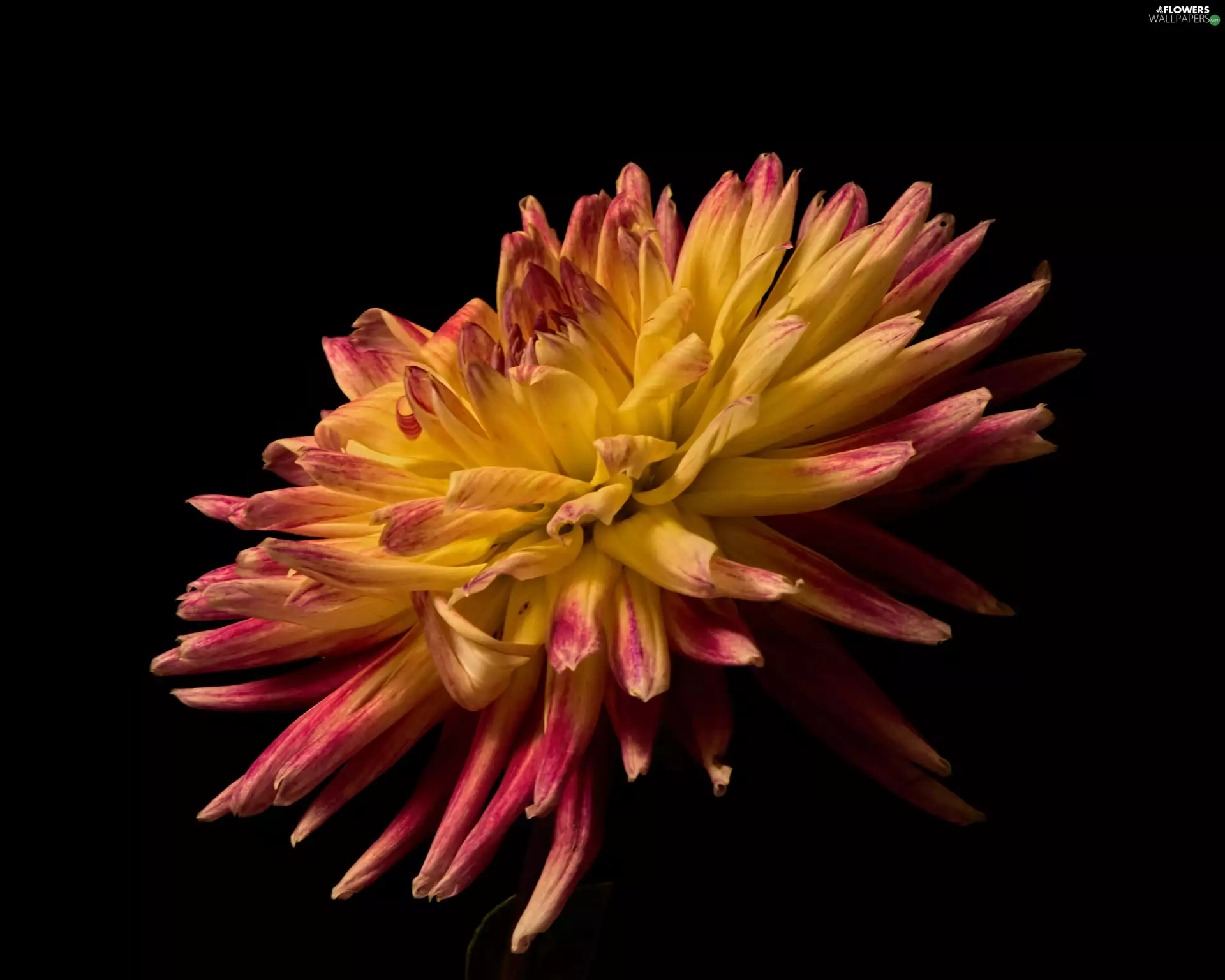 Black, background, Red-Yellow, Dalia, Colourfull Flowers