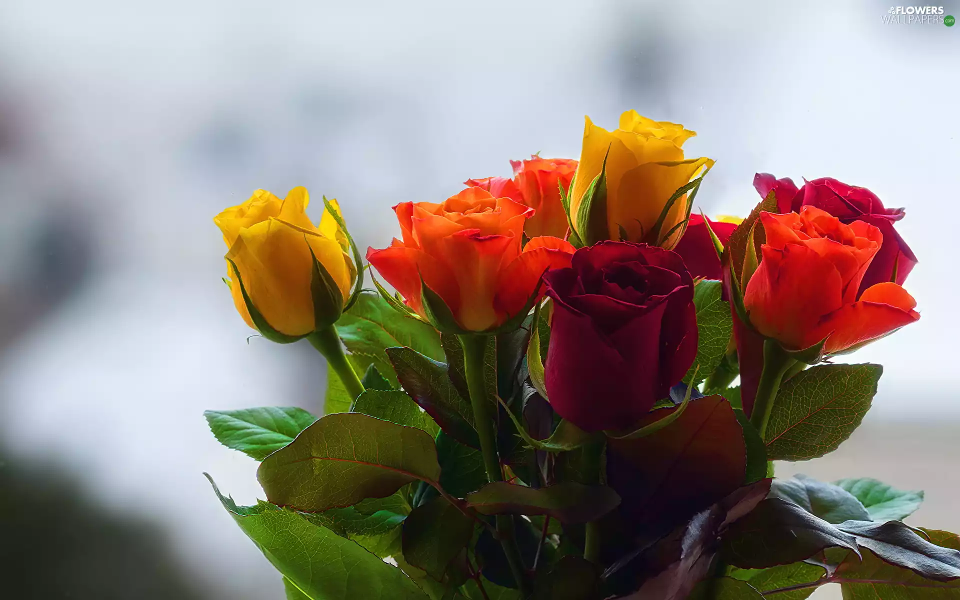 Red, roses, bouquet, Yellow
