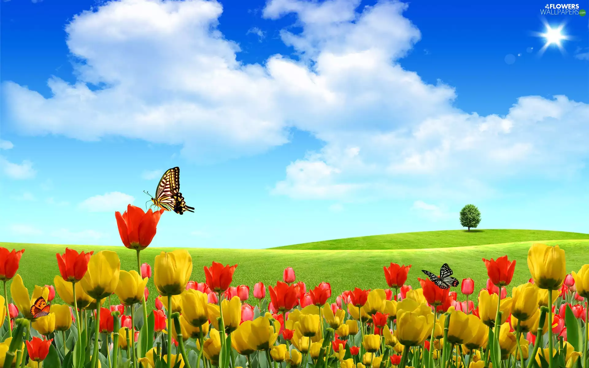 Red, Tulips, butterflies, Yellow