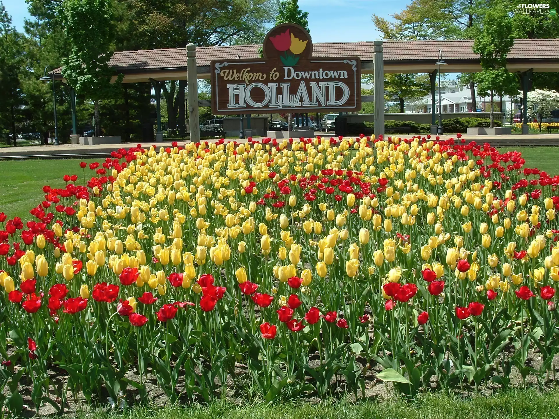 Red, Tulips, Netherlands, Yellow