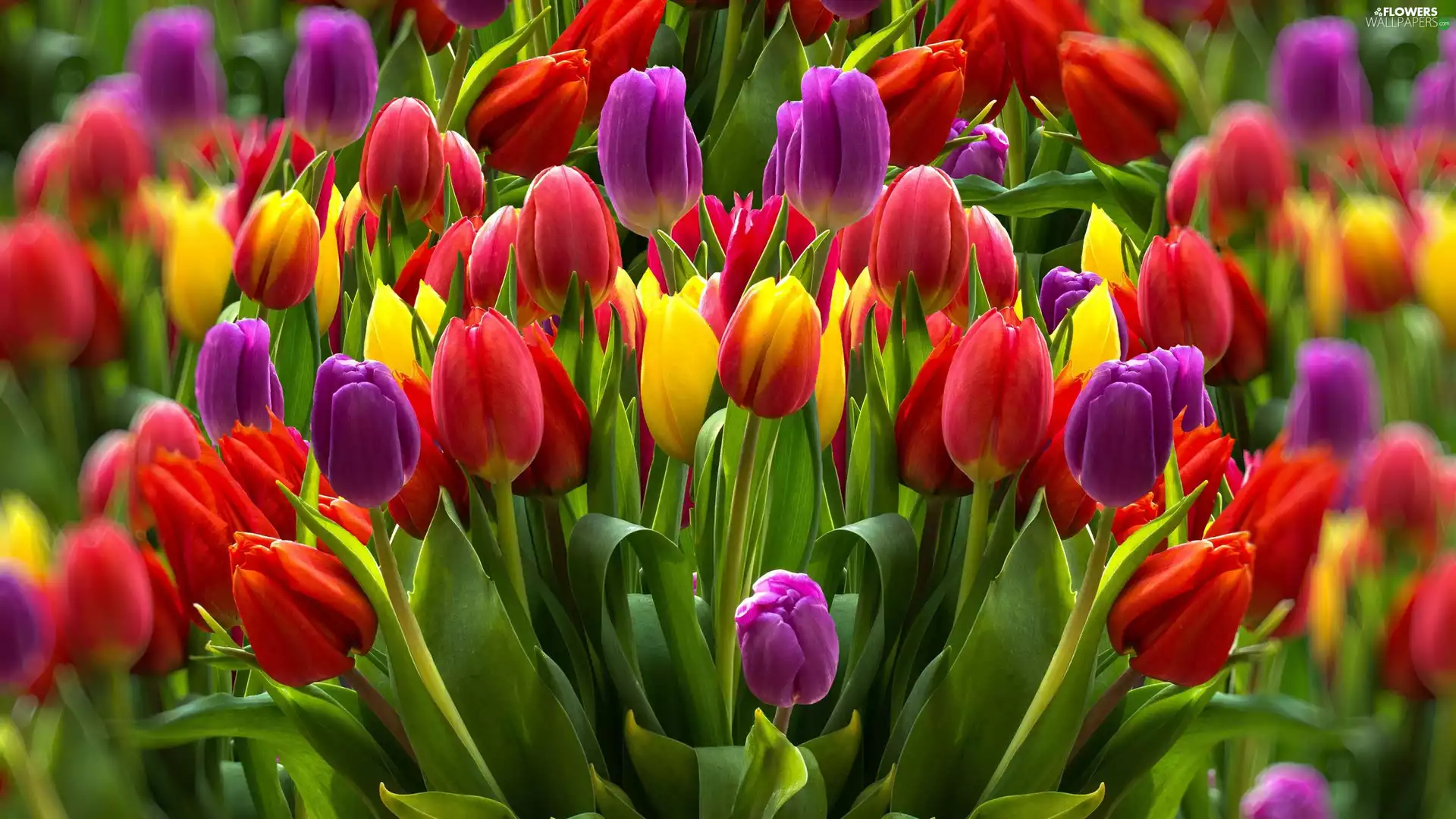 Red, purple, Tulips, Yellow