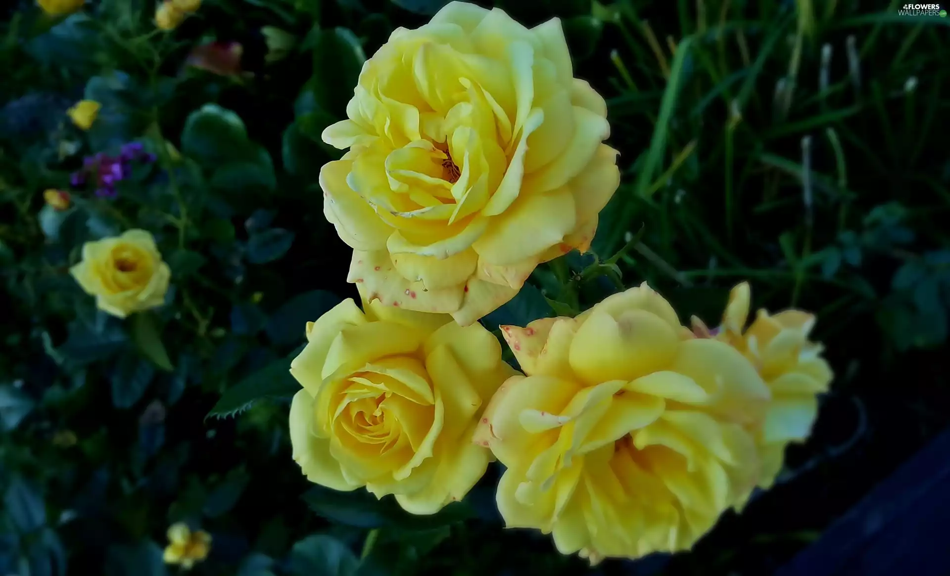 Yellow, roses