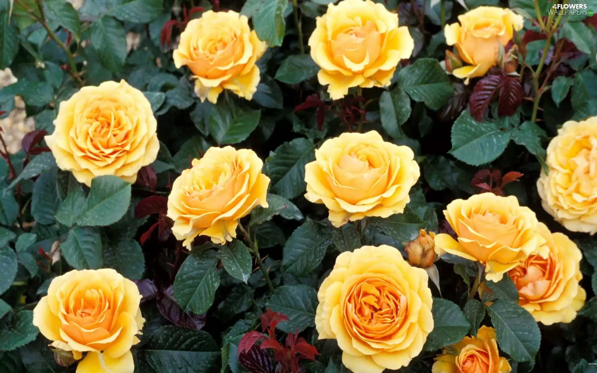 Yellow, roses