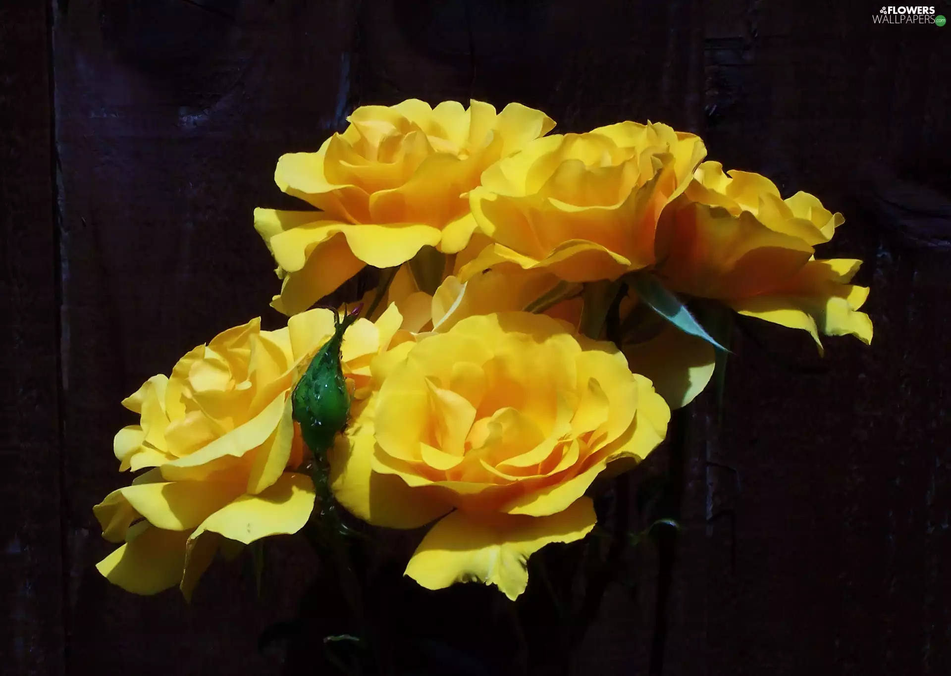 Yellow, roses