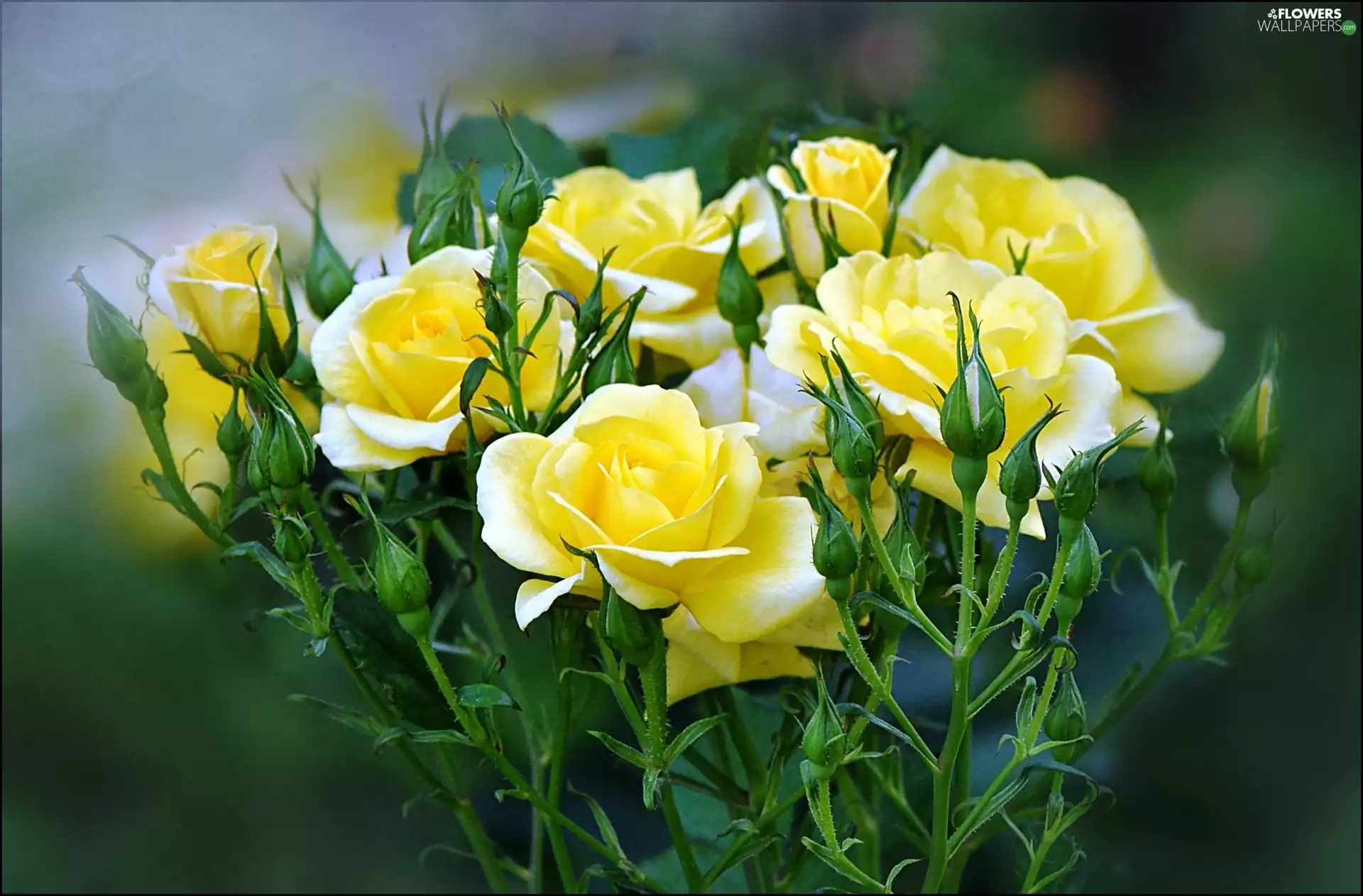 Yellow, roses