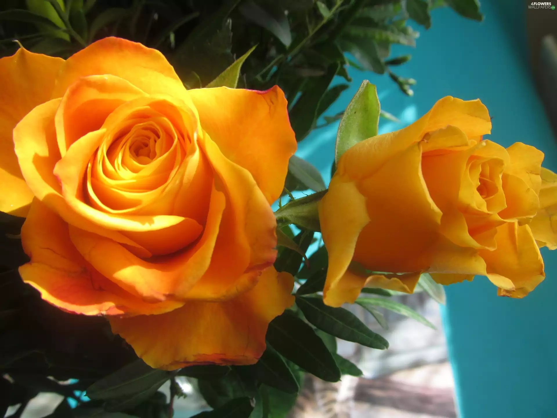 Yellow, roses