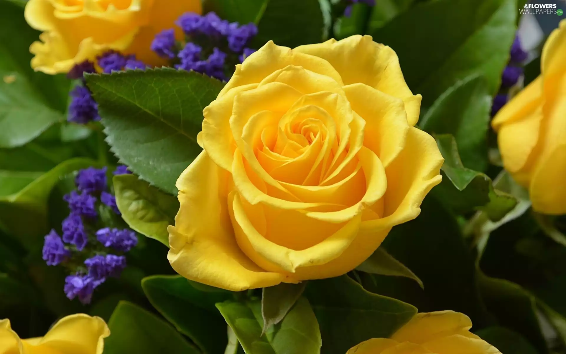 Yellow, roses