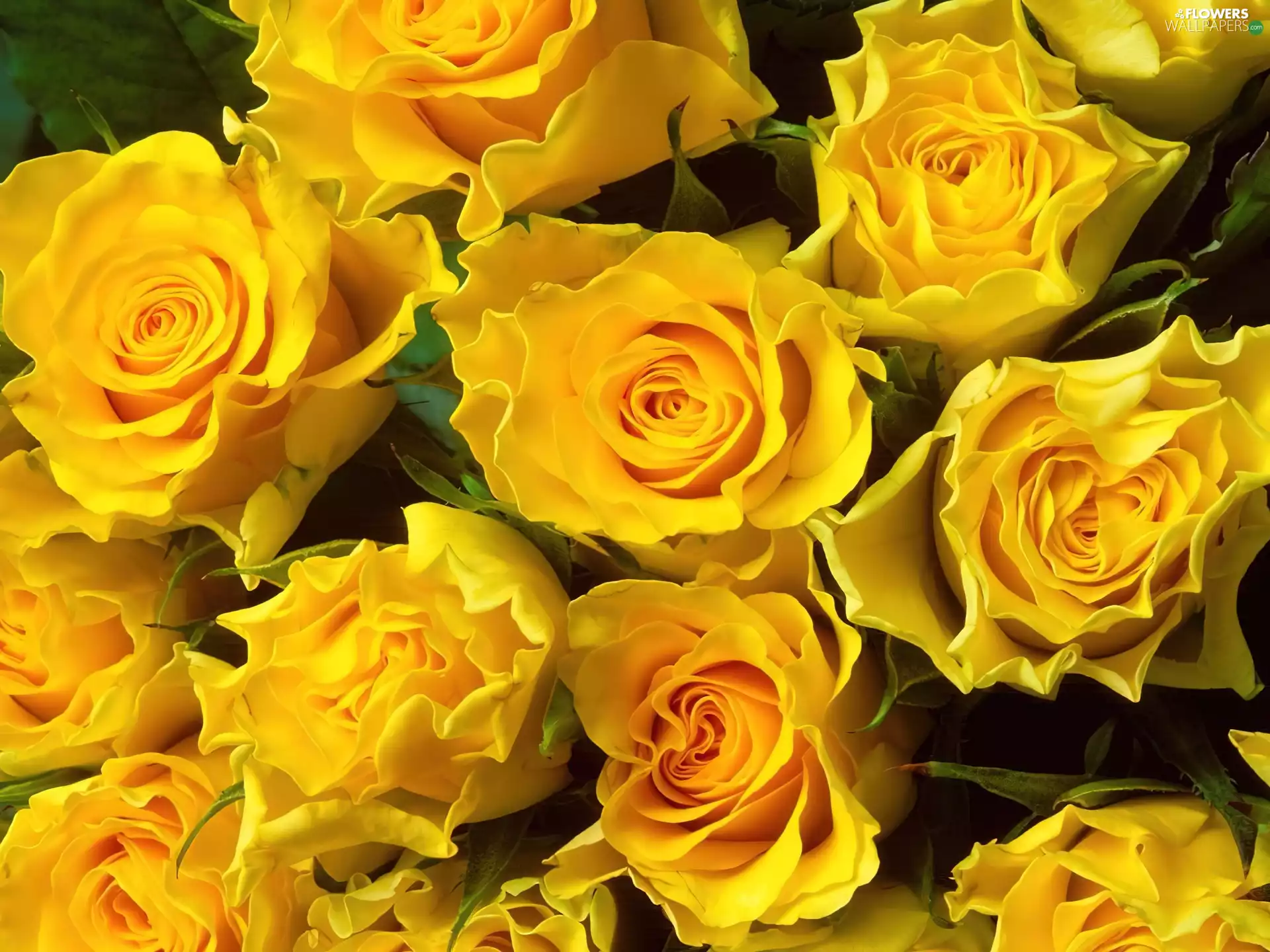 Yellow roses
