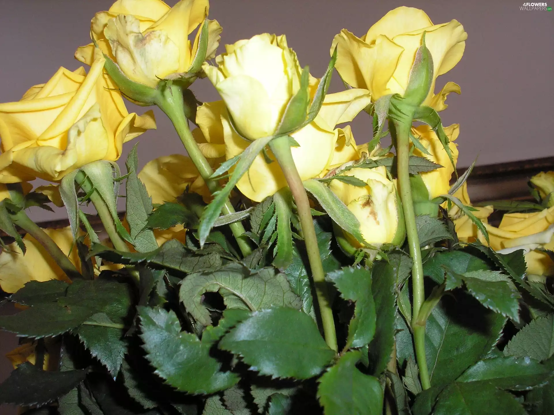 Yellow roses