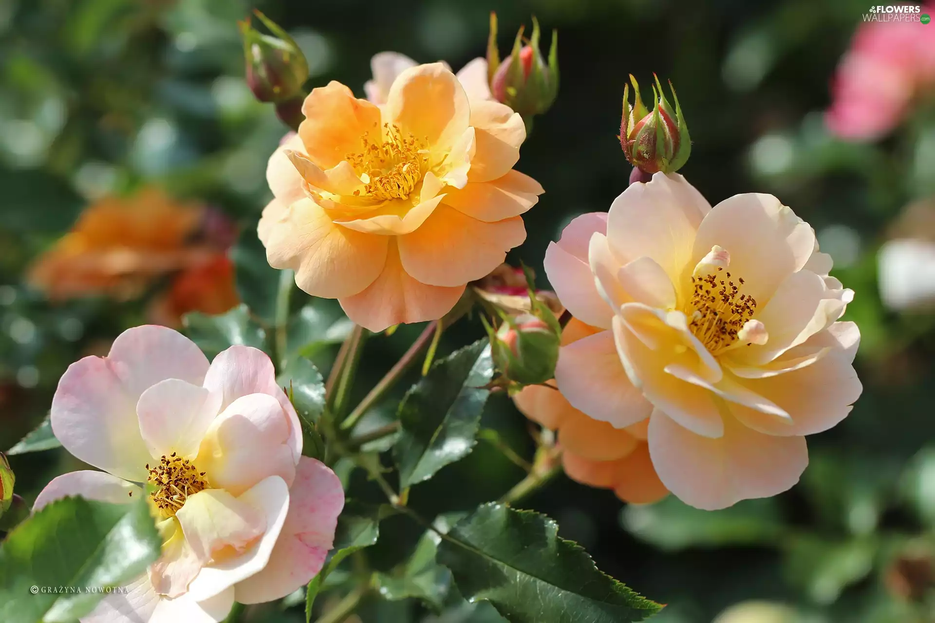 roses, Pink, Flowers, Yellow