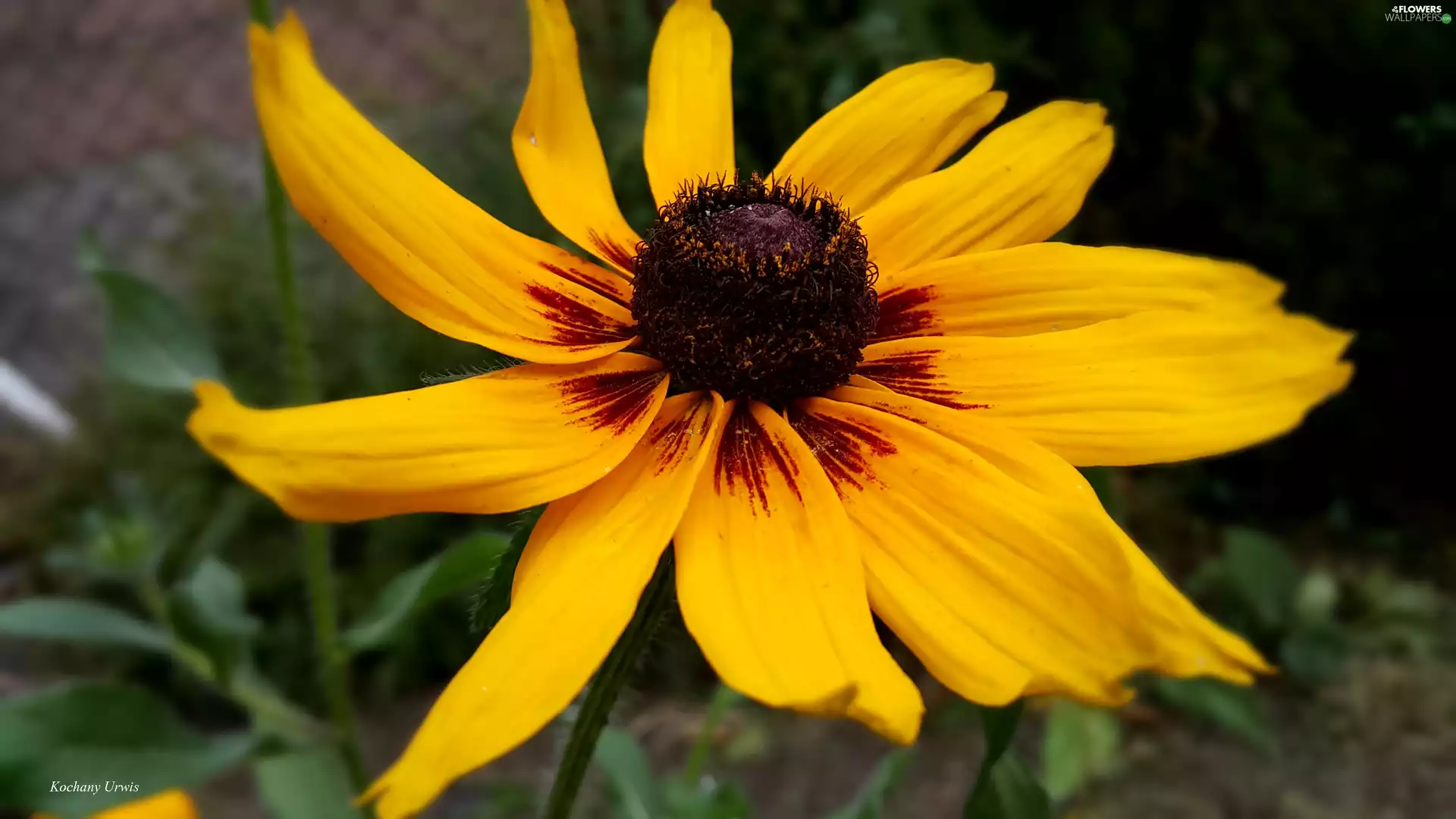 Yellow Honda, Rudbeckia