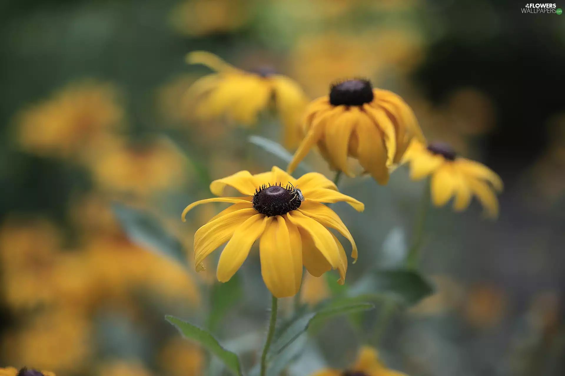 Rudbekie, Flowers, Insect, Yellow