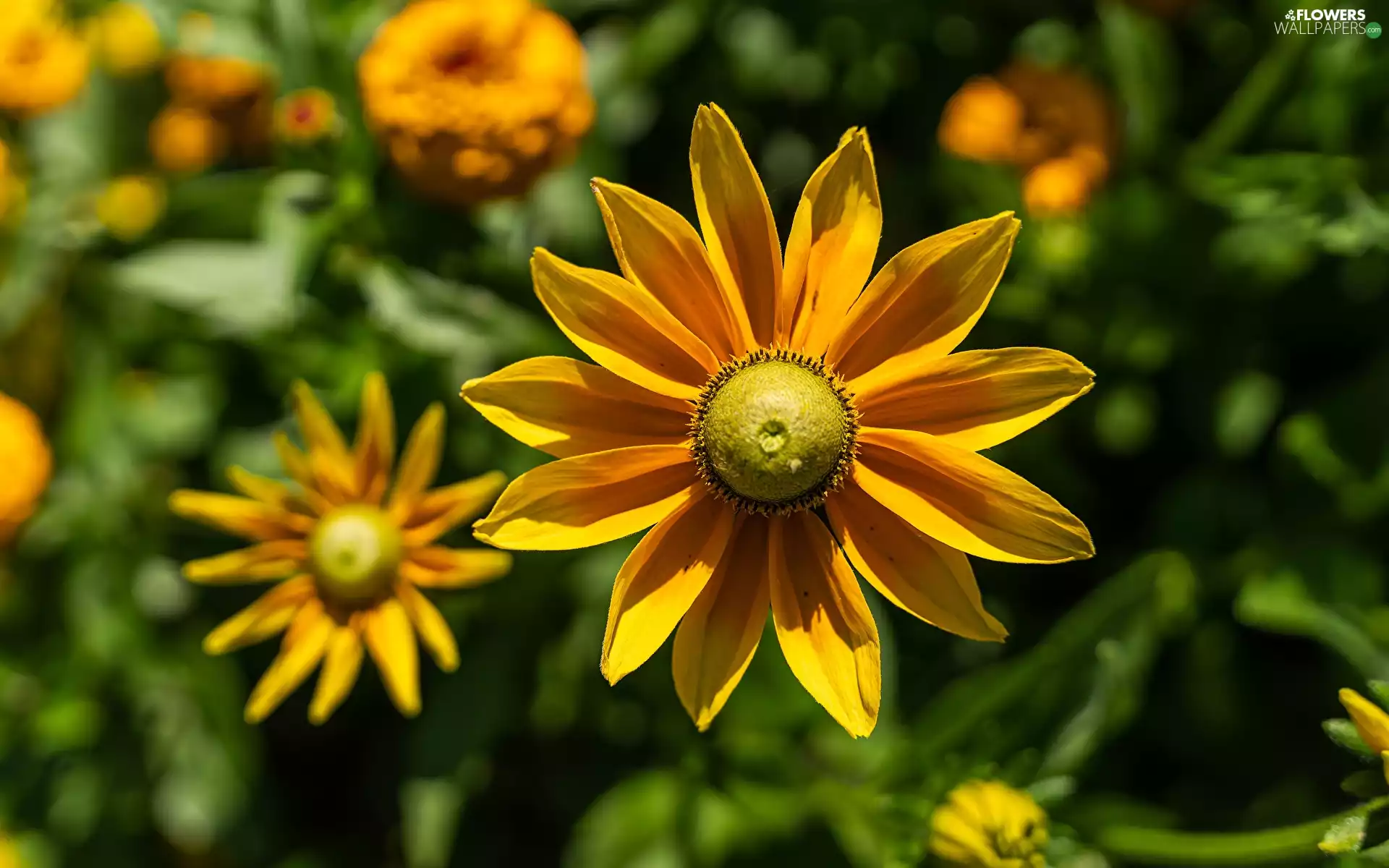 Rudbekie, Flowers, rapprochement, Yellow
