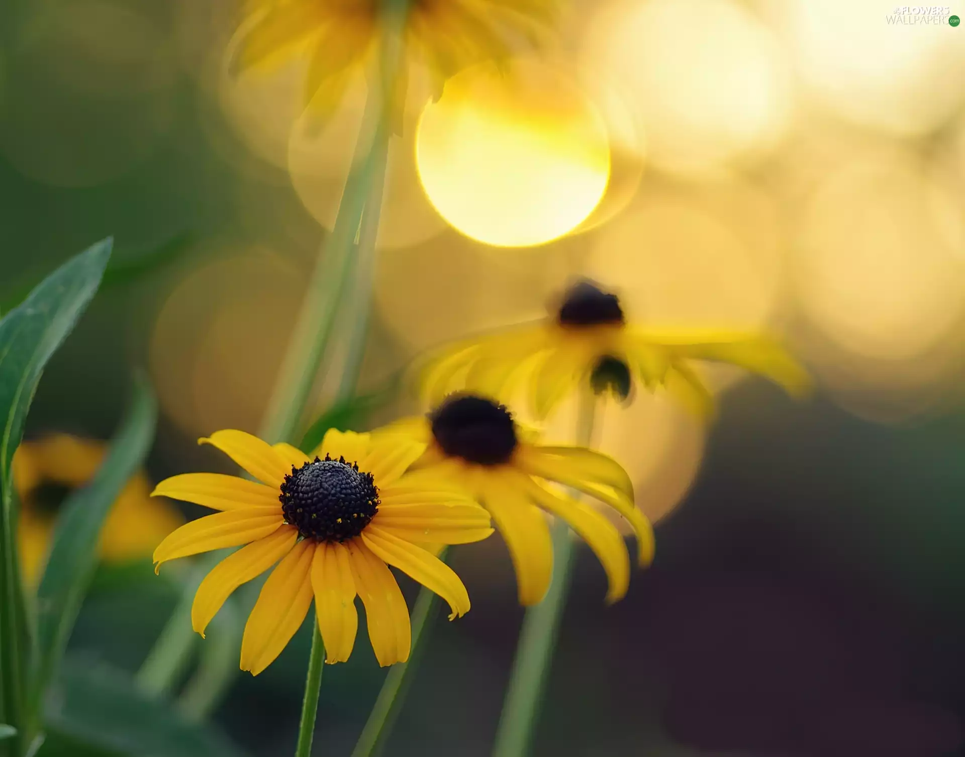 Yellow, Rudbekie
