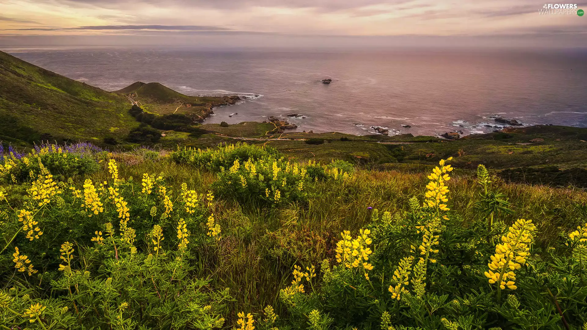 sea, Flowers, lupine, Yellow