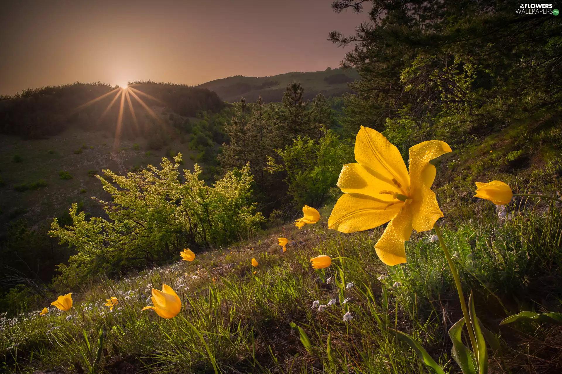 Yellow, Flowers, Tulips, Meadow, Great Sunsets, Spring, viewes, slope, trees