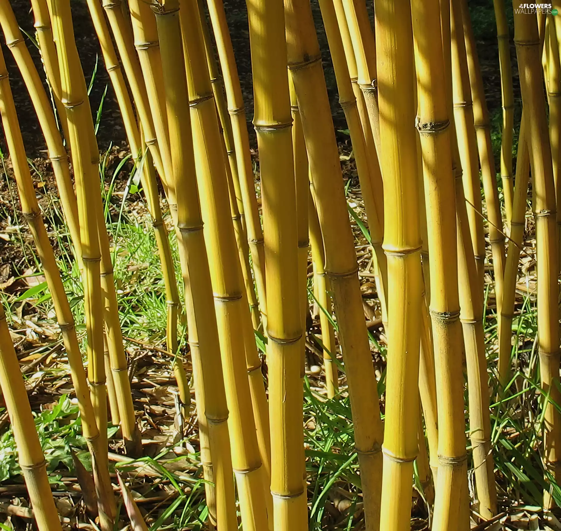Yellow, Bamboo stalks