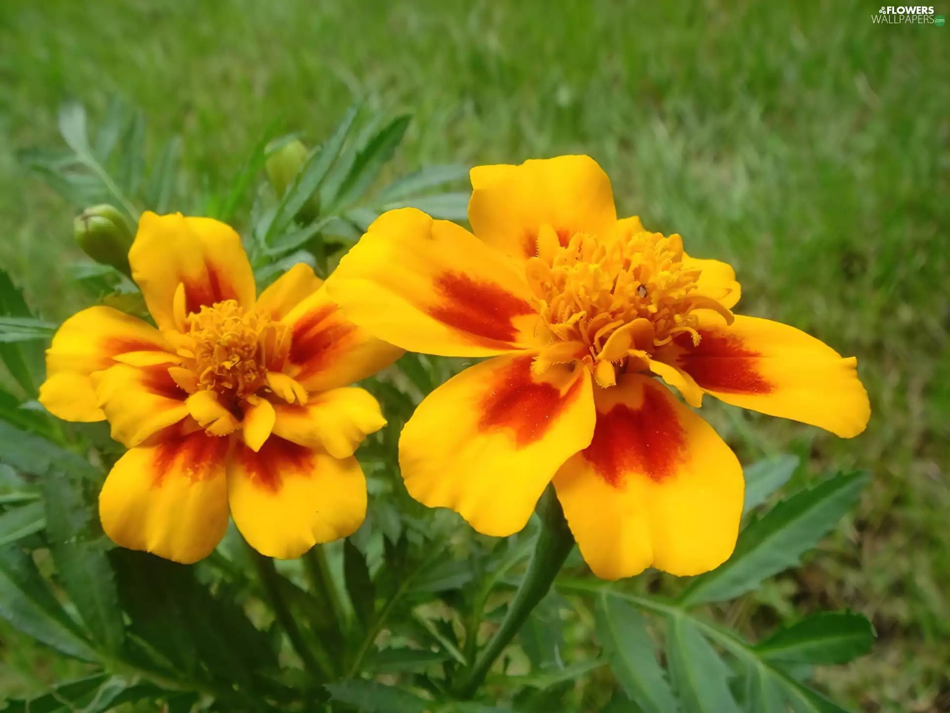 Yellow, Tagetes