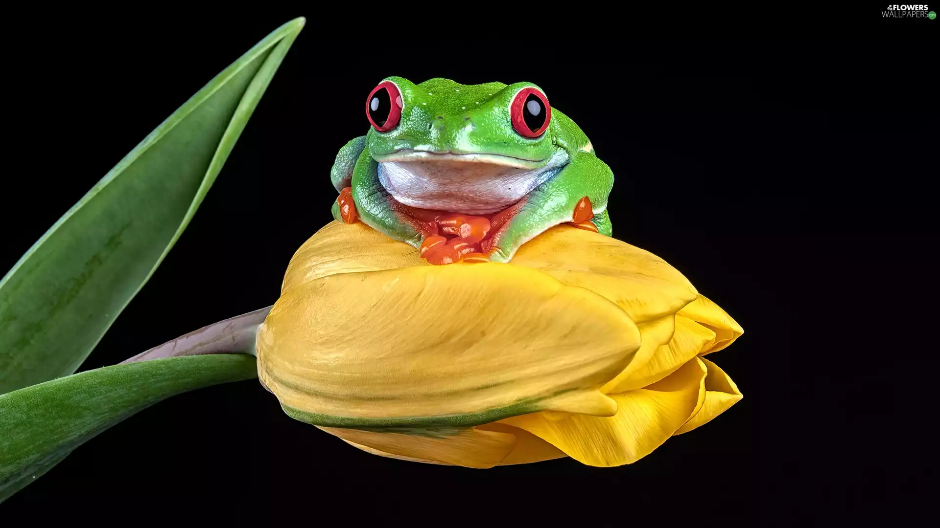 Yellow, strange frog, dark, background, tulip, Red eyed tree frog