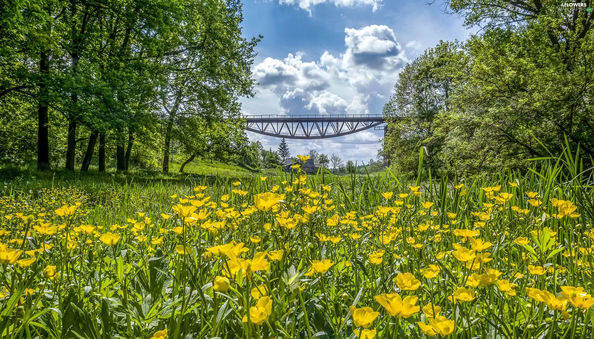 marigolds, bridge, trees, Yellow, Ukraine, Meadow, viewes