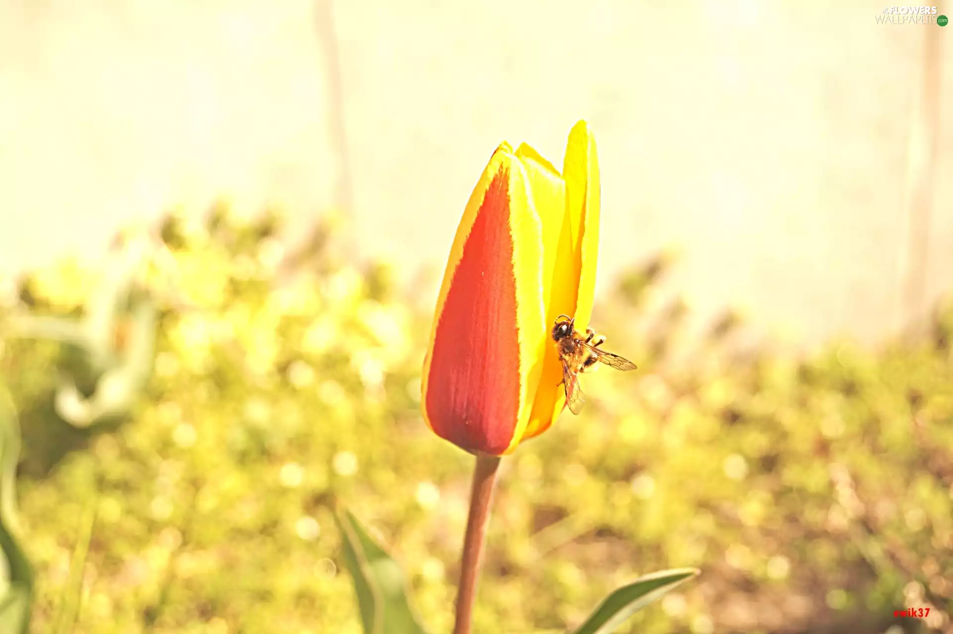 tulip, Red, bee, yellow