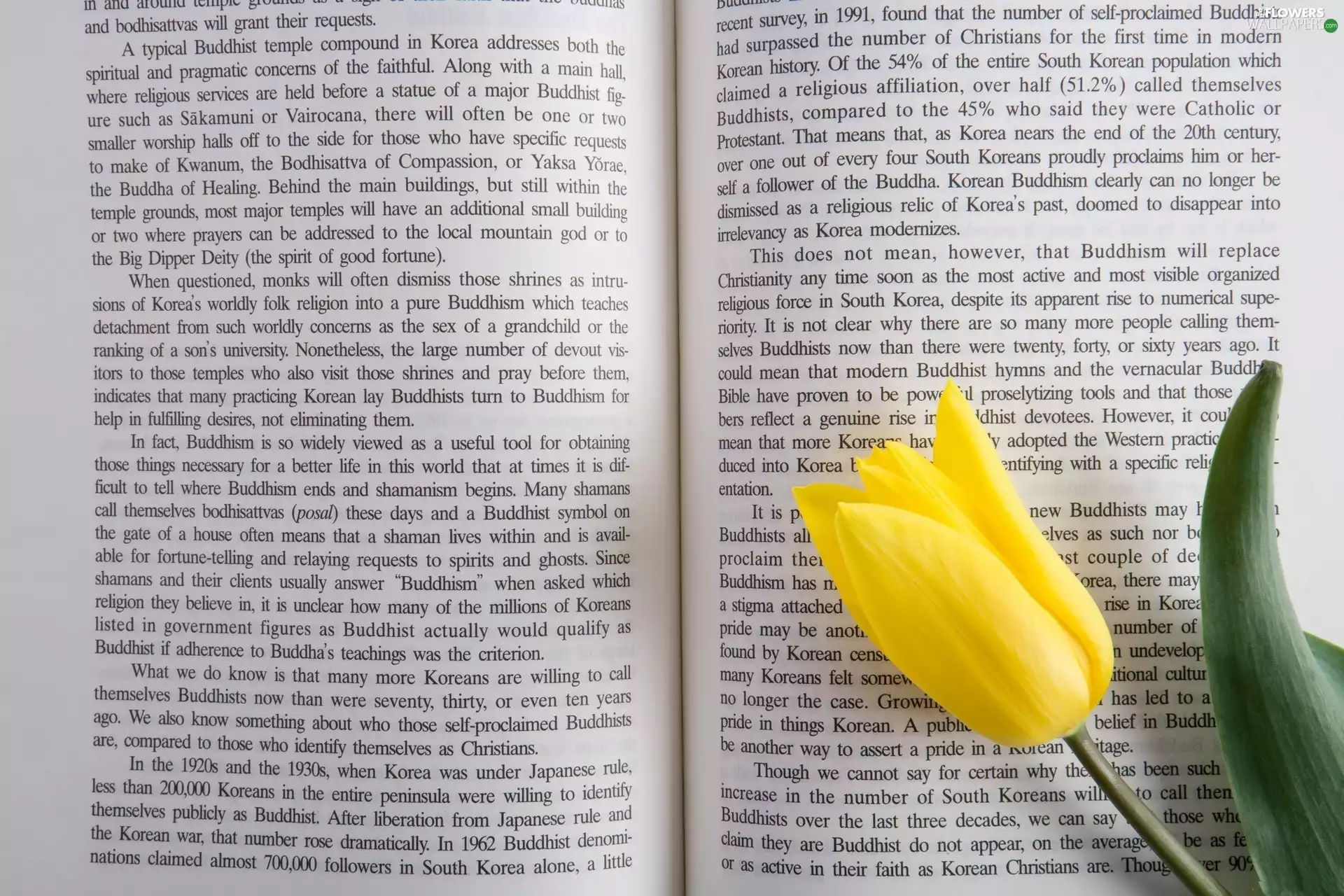 Yellow, tulip, Book, text, Spread