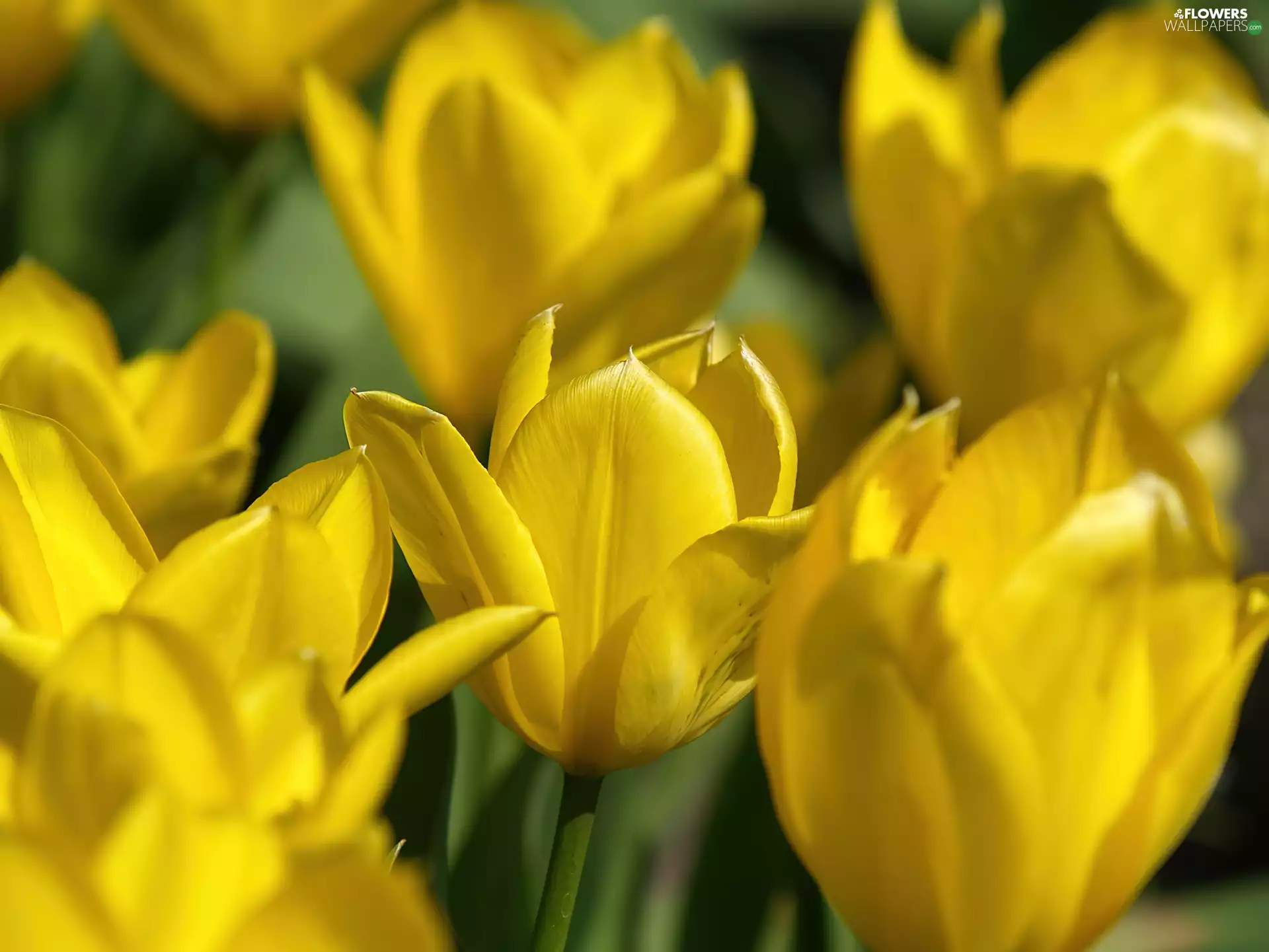 Yellow, Tulips