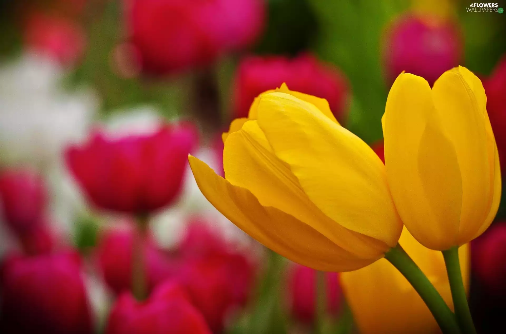 Yellow, Tulips