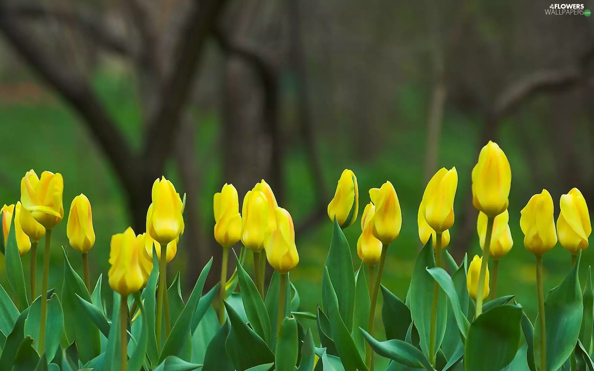 Yellow, Tulips