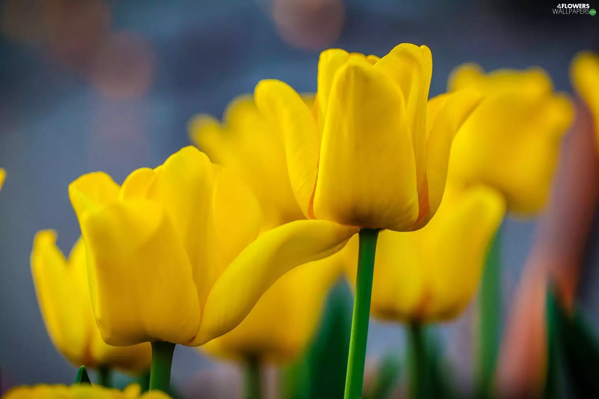 Yellow, Tulips
