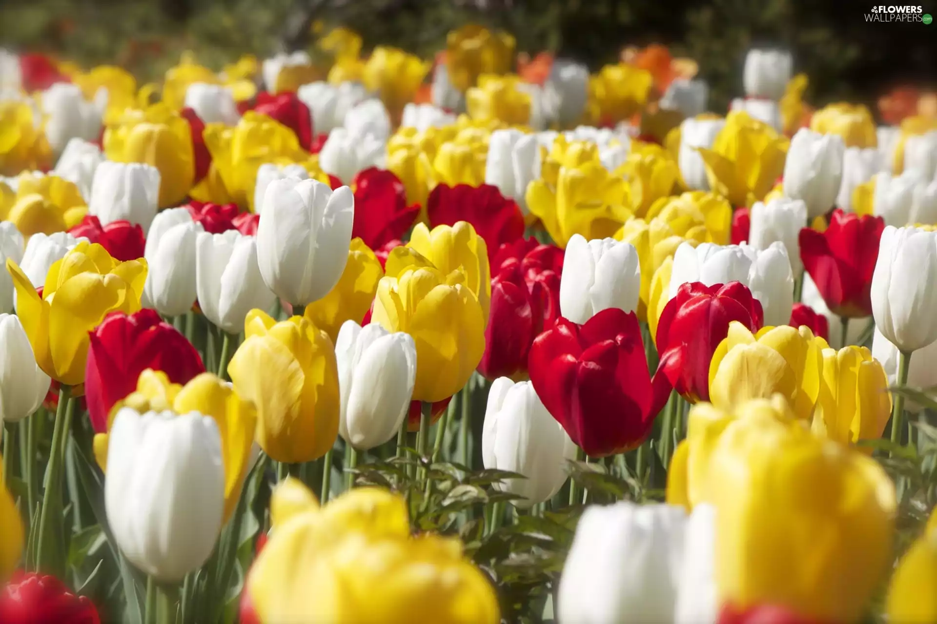 Red, Yellow, Tulips, White, color