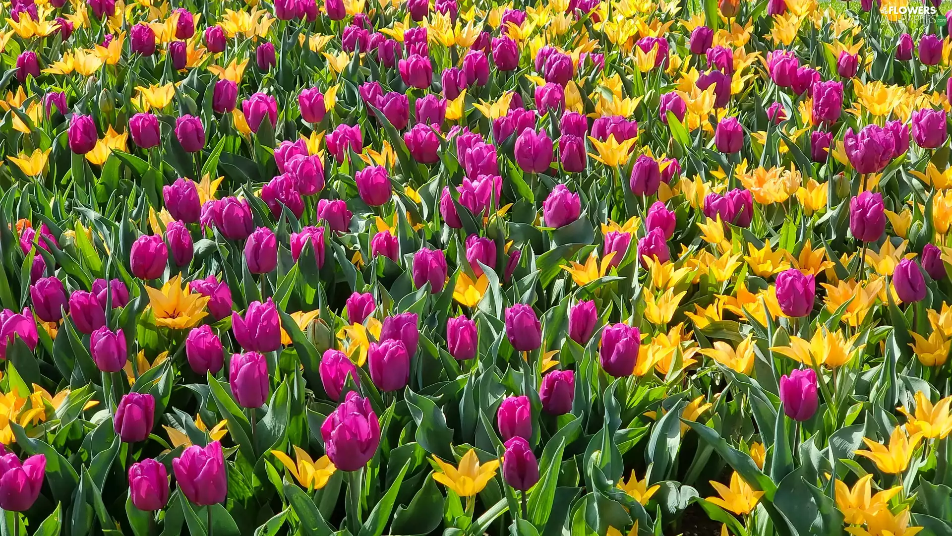 Tulips, purple, Flowers, Yellow