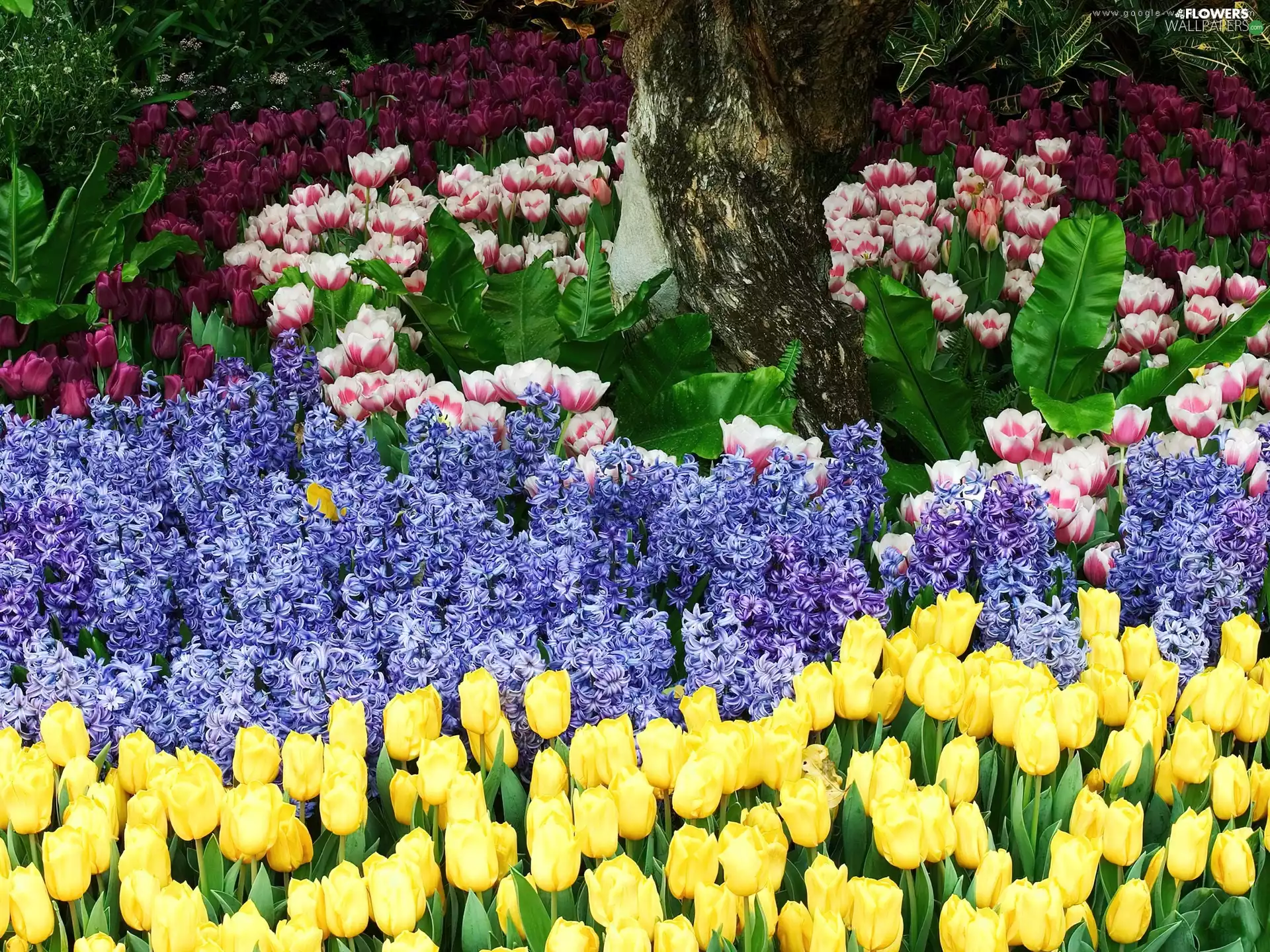 Yellow, Tulips, different, Flowers, Garden