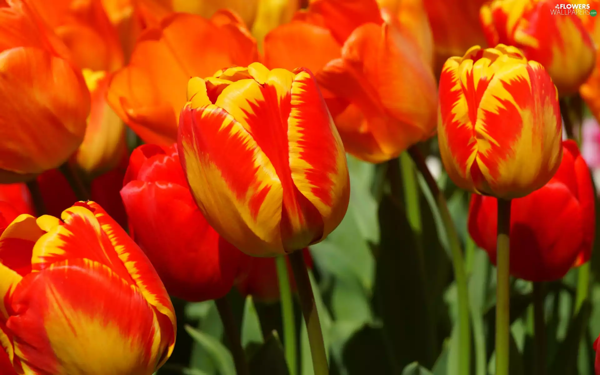 Tulips, Flowers, Red-Yellow
