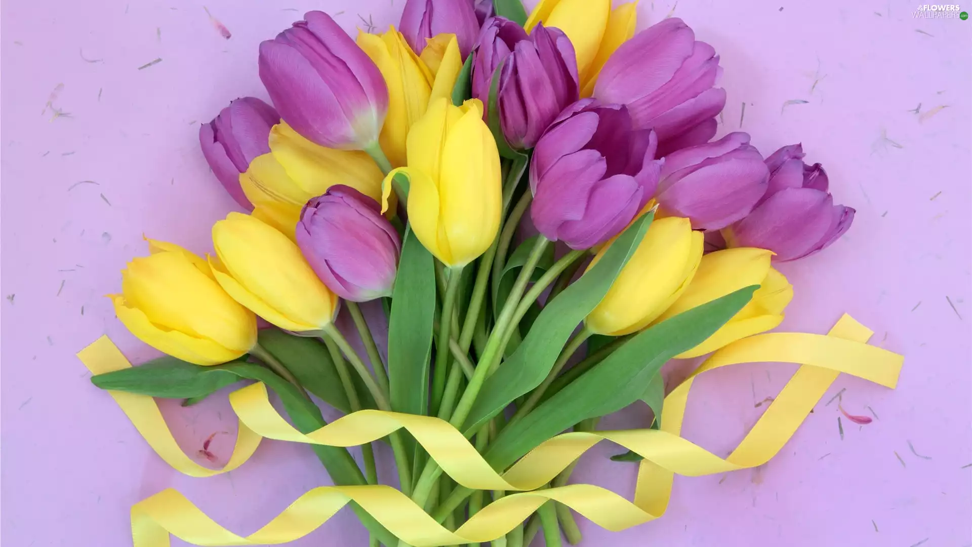 Tulips, purple, ribbon, Yellow